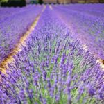 lavender-flowers-