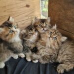 Chatons