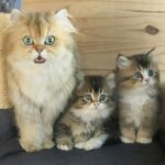 Chatons 2
