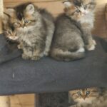 Chatons 3